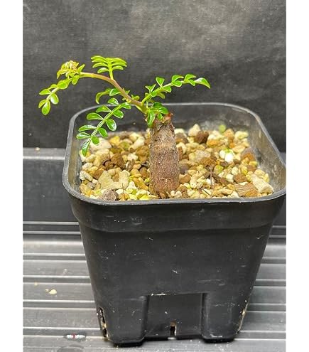 オペルクリカリア ヒファエノイデス 根挿し株　ポットごと発送 Amazon｜オペルクリカリア ヒファエノイデス 根挿し株 ポットごと